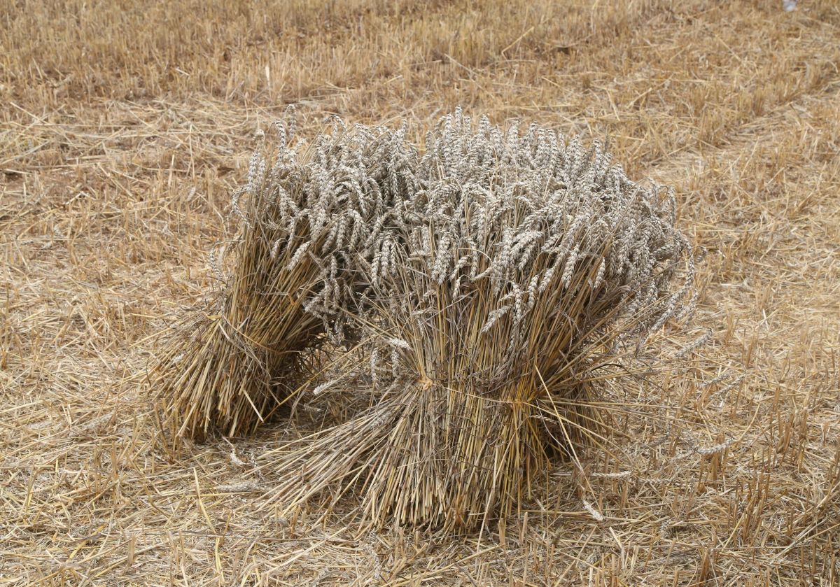 Threshing Floor