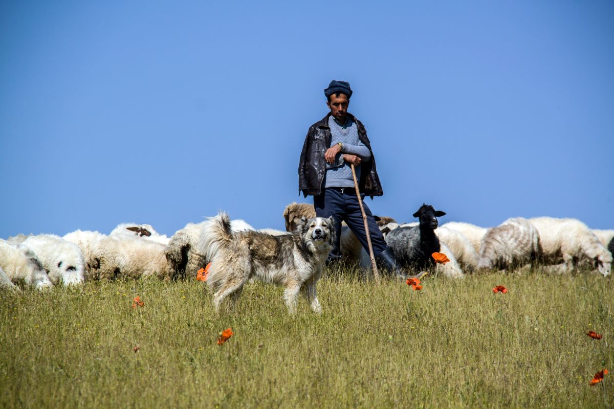 Why do we Need a Good Shepherd?